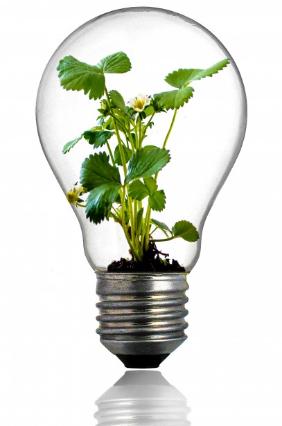 green plant growing inside light bulb